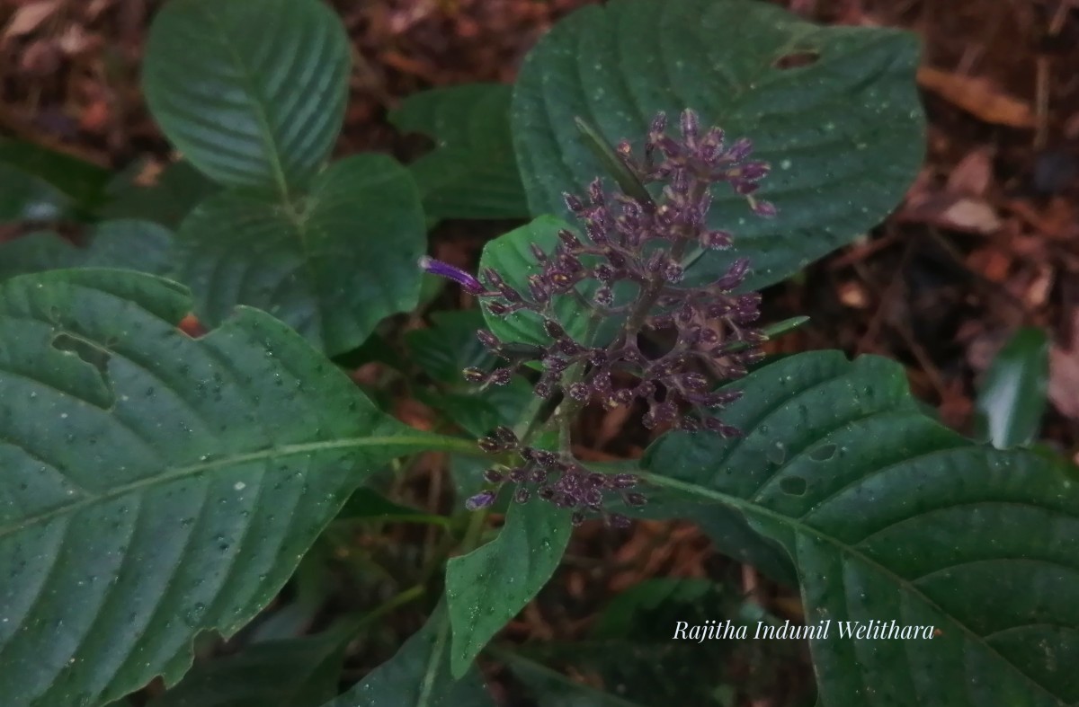 Gymnostachyum paniculatum T.Anderson